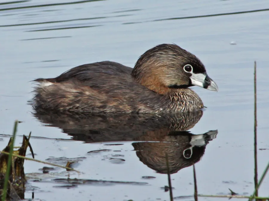 File:Podilymbus podiceps 3484.JPG