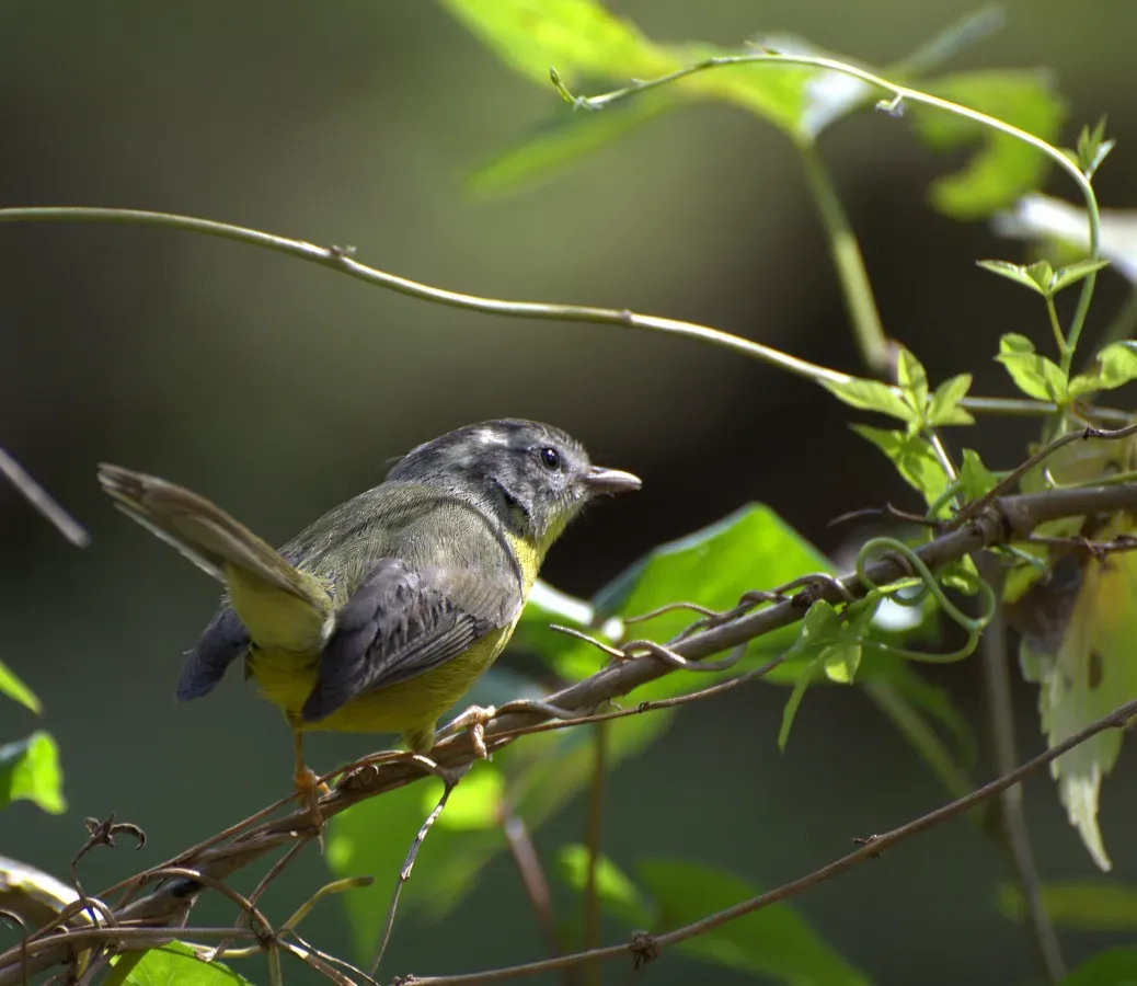 File:Golden-crowned Warbler Basileuterus culicivorus.jpg