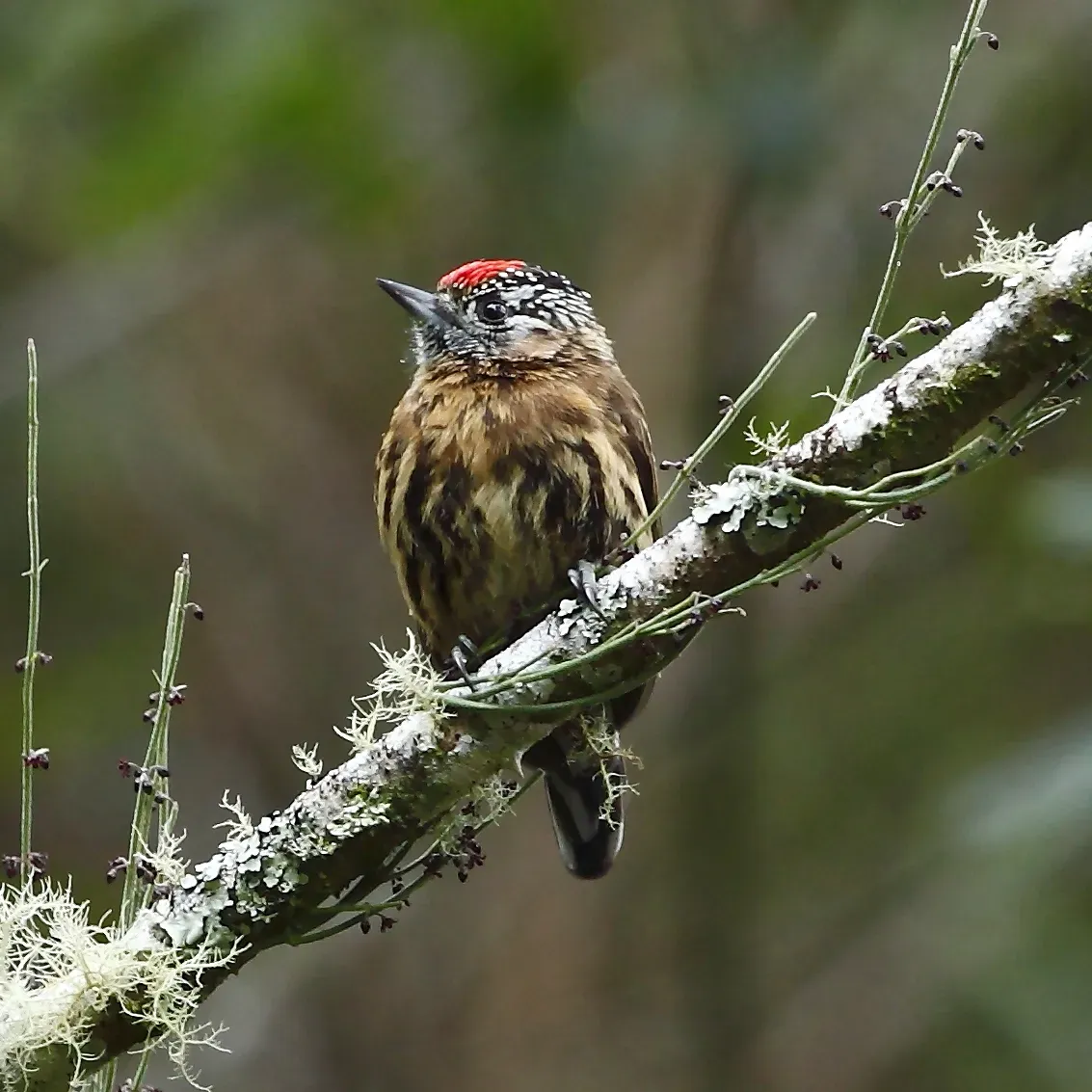 File:Picumnus nebulosus - Mottled piculet.JPG