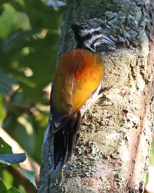 File:Himalayan Flameback (Dinopium shorii) female (21492912679) (2).jpg