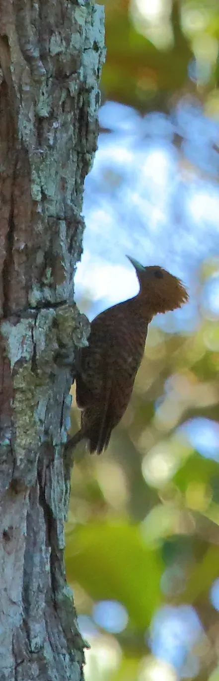 File:Waved woodpecker (Celeus undatus) (16257145084).jpg