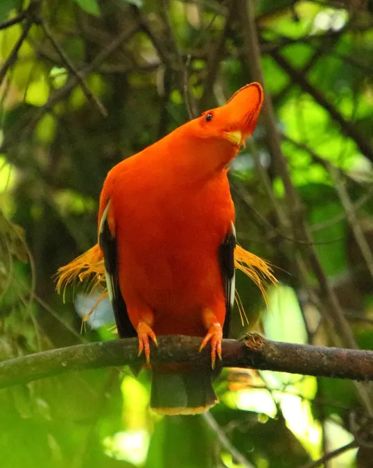 File:Guianan cock-of-the-rock (Rupicola rupicola) Iwokrama (16861961555).jpg