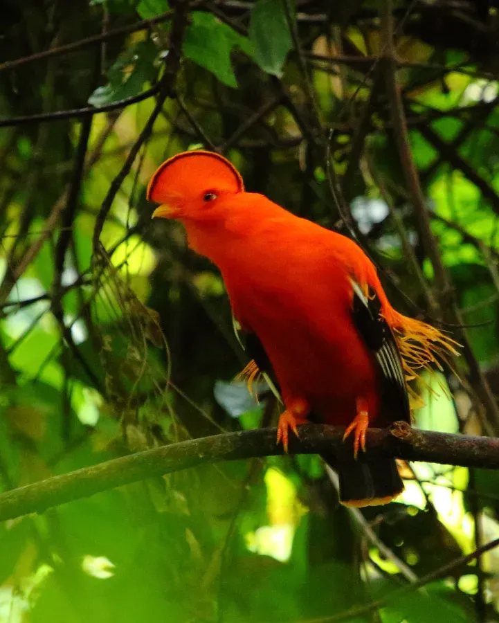 File:Guianan cock-of-the-rock (Rupicola rupicola) Iwokrama (16674569850).jpg