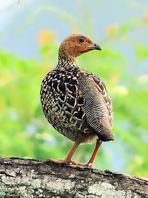 File:Painted Francolin (Francolinus pictus) Photograph by Shantanu Kuveskar.jpg