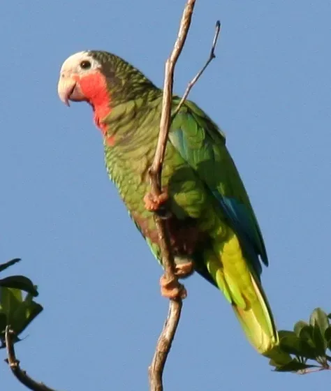 File:Amazona leucocephala -in tree-4cp.jpg