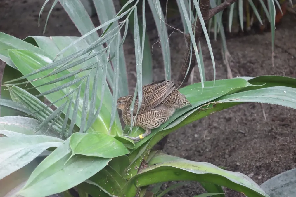File:Margaroperdix madagarensis - zoo de Vincennes 01.JPG