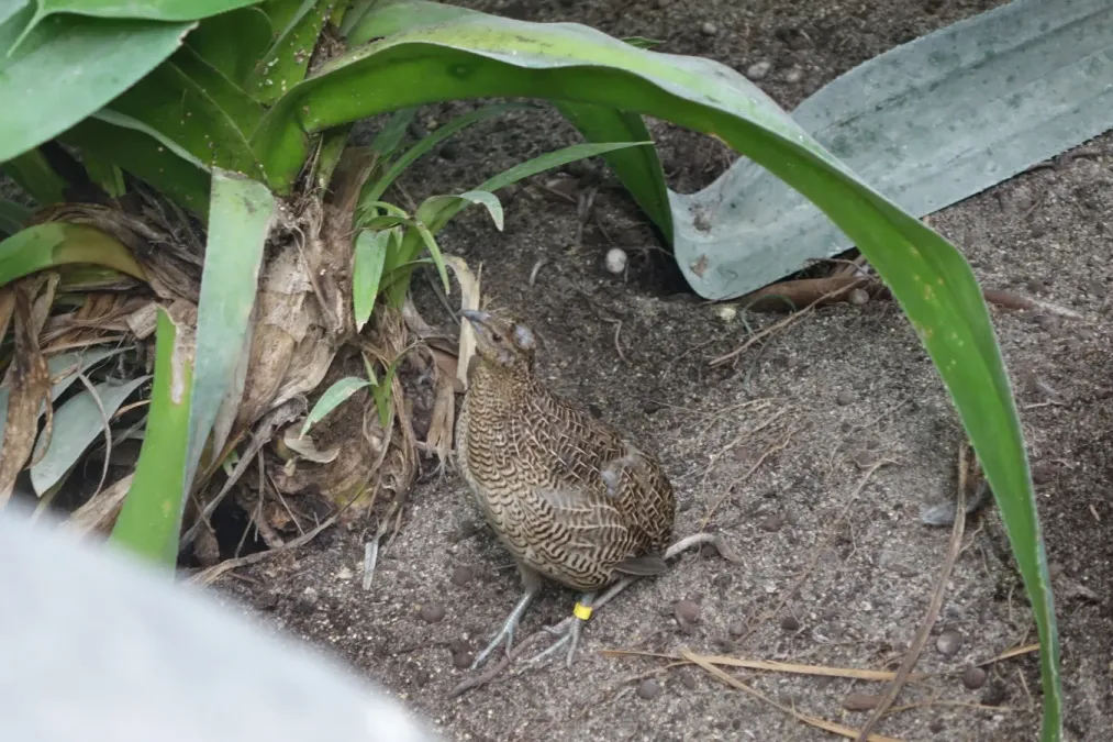 File:Margaroperdix madagarensis - zoo de Vincennes 02.JPG