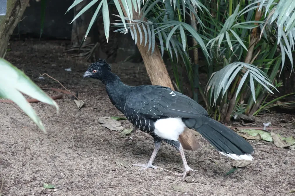 File:Crax daubentoni - zoo de Vincennes.JPG