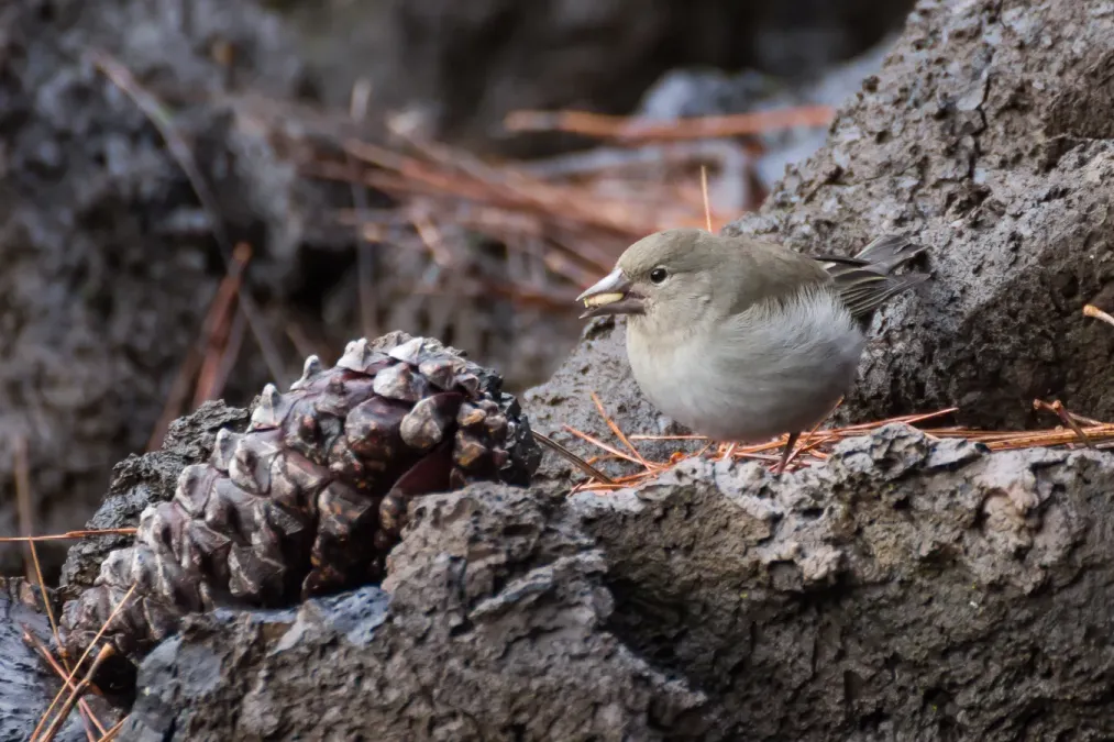 Spotted Blue Chaffinch