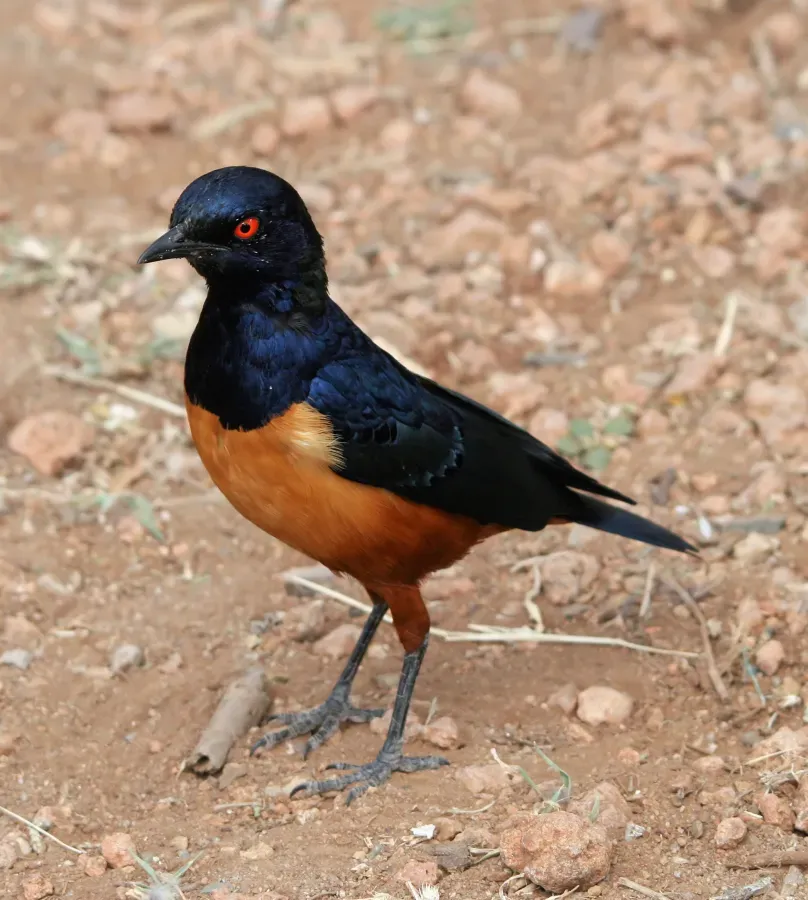 File:Hildebrandt´s Starling Lamprotornis hildebrandti.JPG