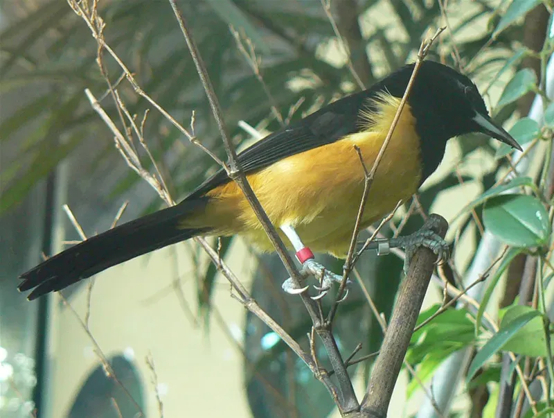 File:Icterus oberi.jpg