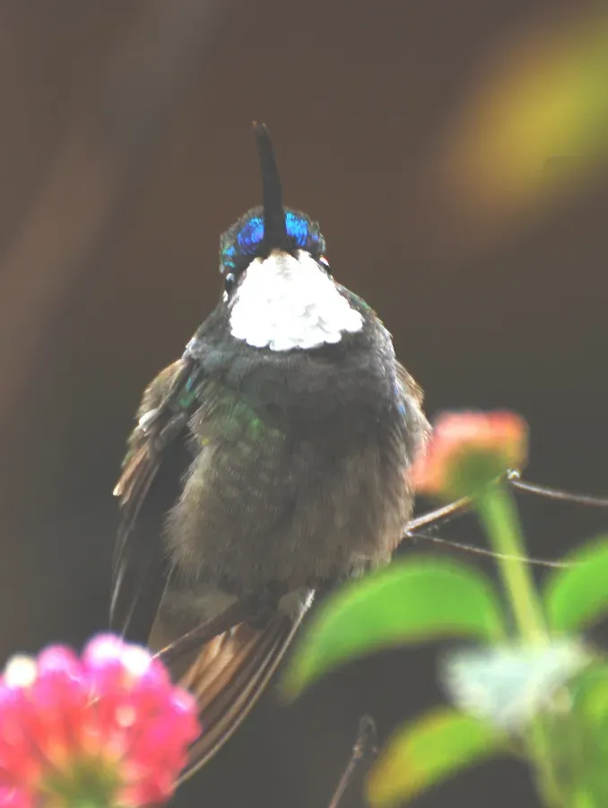 File:Lampornis castaneoventris cinereicauda.jpg