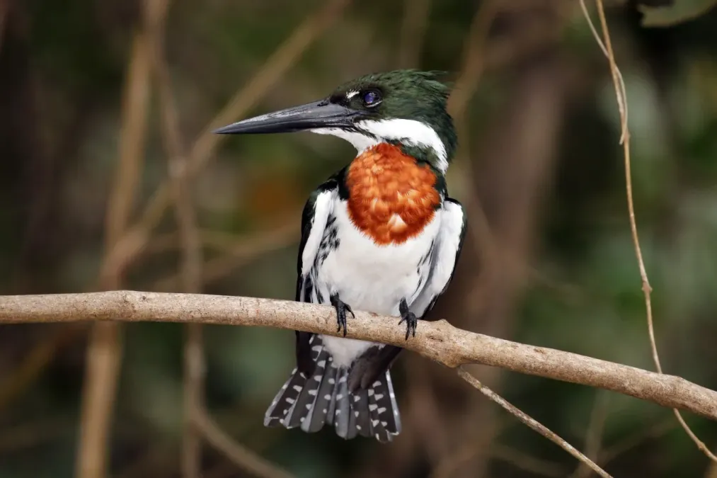 File:Amazon kingfisher (Chloroceryle amazona) male.jpg