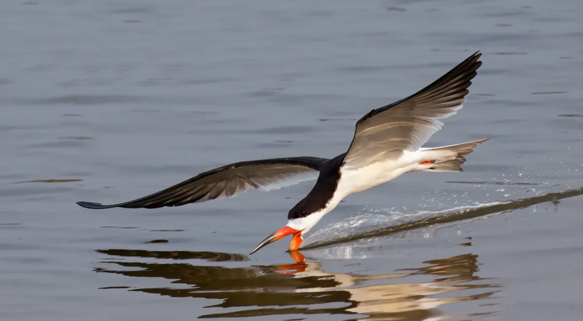 File:Black skimmer (Rynchops niger) in flight.jpg