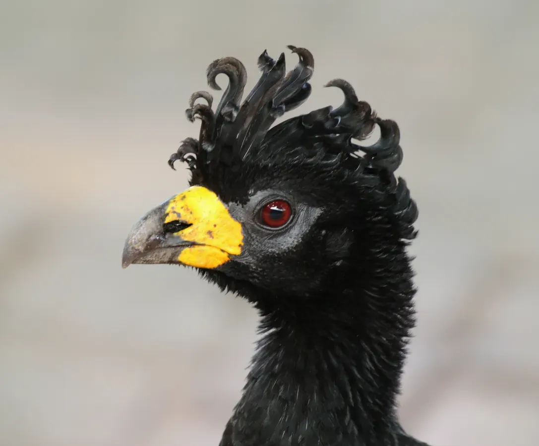 File:Bare-faced curassow (Crax fasciolata) male head.JPG