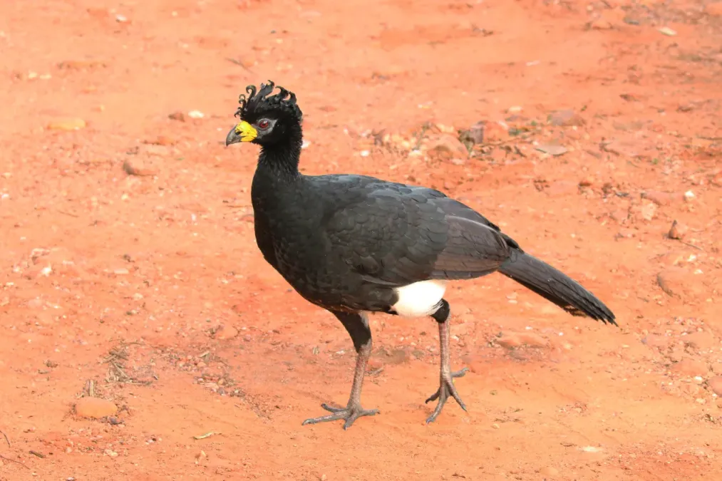 File:Bare-faced curassow (Crax fasciolata) male.JPG
