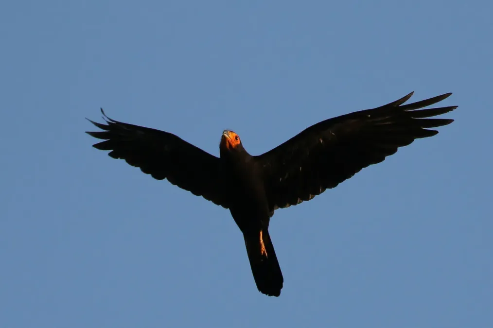 File:Black caracara (Daptrius ater) in flight.jpg