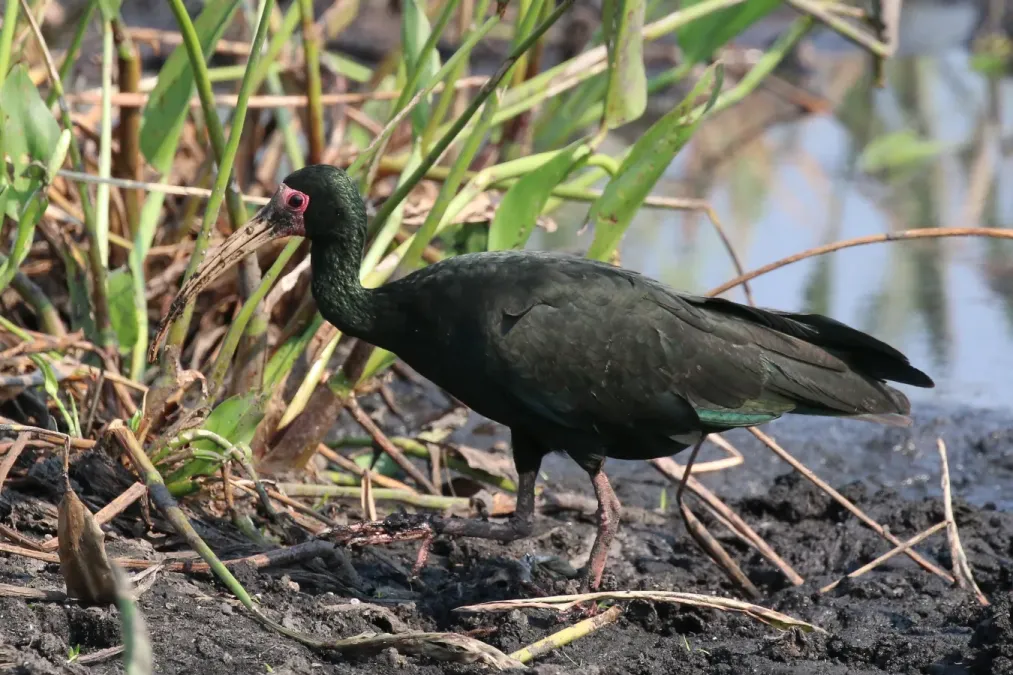 File:Bare-faced ibis (Phimosus infuscatus).JPG