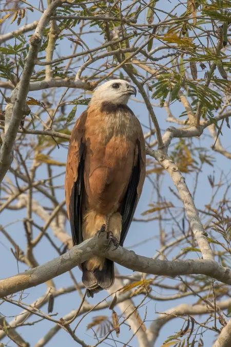 File:Black-collared hawk (Busarellus nigricollis) adult.jpg