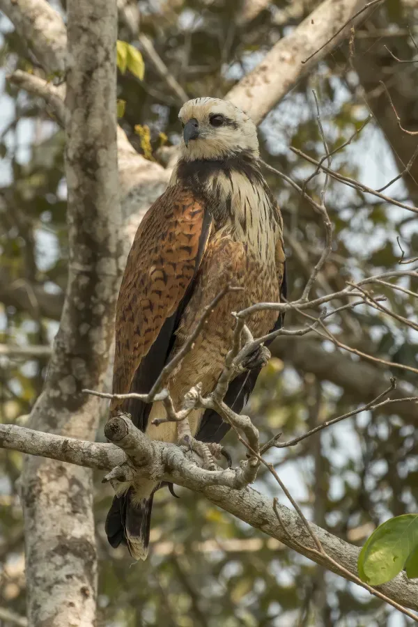 File:Black-collared hawk (Busarellus nigricollis) immature.JPG