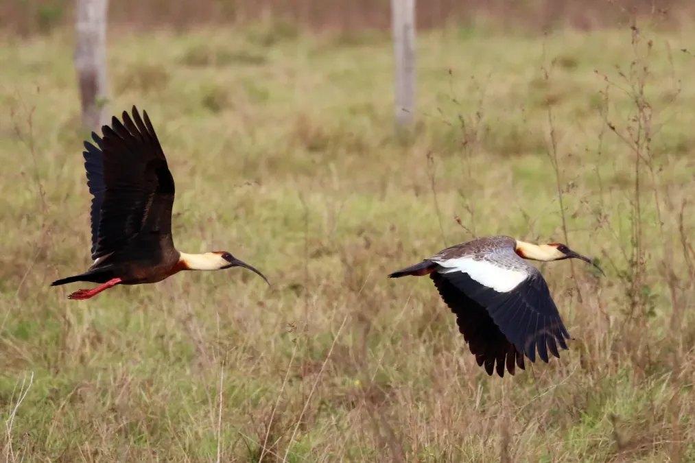 File:Buff-necked ibis (Theristicus caudatus) in flight composite.jpg