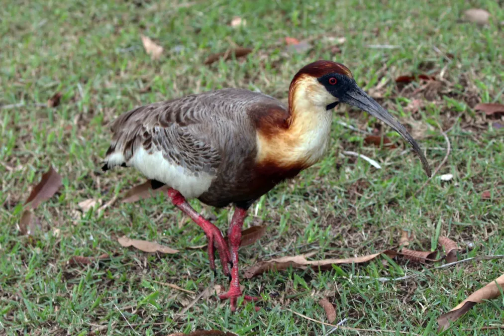 File:Buff-necked ibis (Theristicus caudatus).JPG