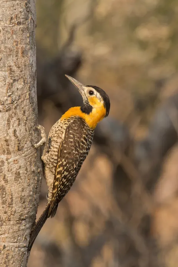 File:Campo flicker (Colaptes campestris) female.JPG