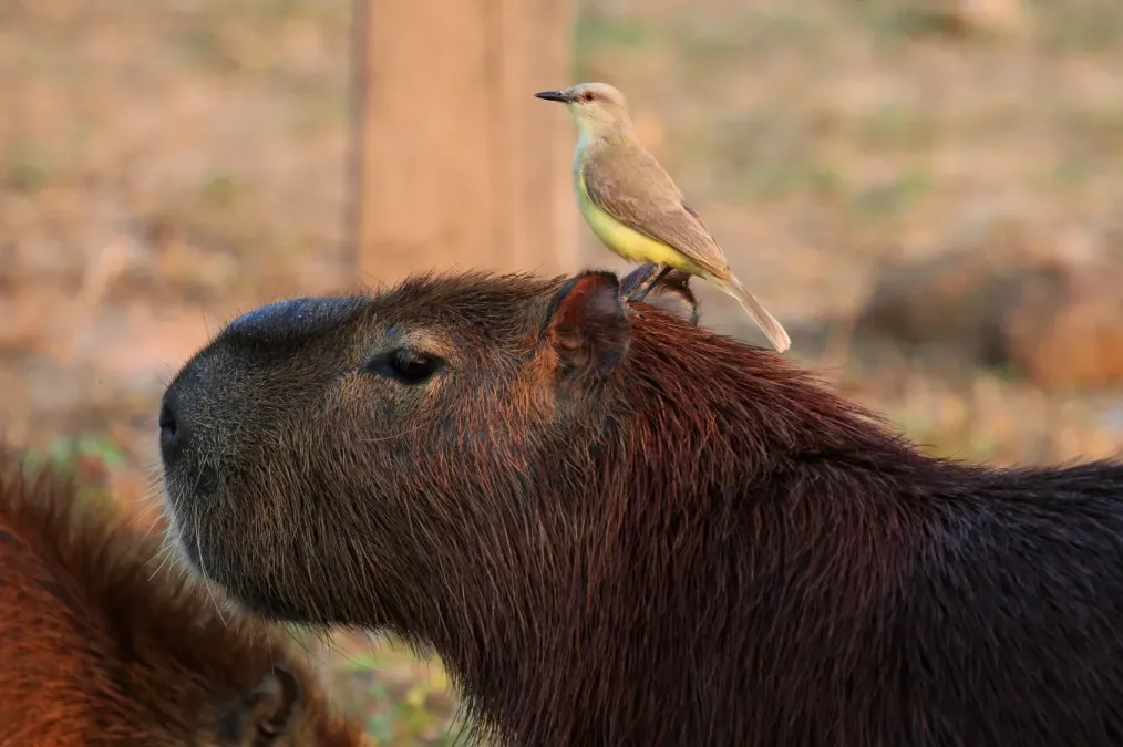 File:Cattle tyrant (Machetornis rixosa) on capybara.JPG