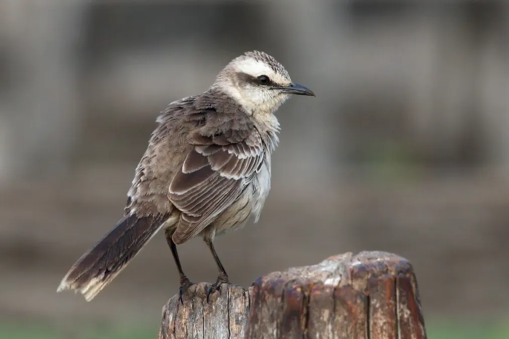 File:Chalk-browed Mockingbird (Mimus saturninus), Pantanal, Brazil.jpg