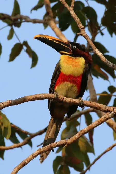 File:Chestnut-eared aracari (Pteroglossus castanotis).JPG