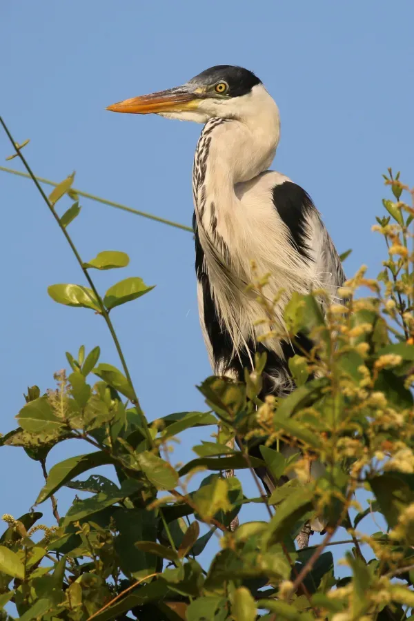File:Cocoi heron (Ardea cocoi) Pantanal.JPG