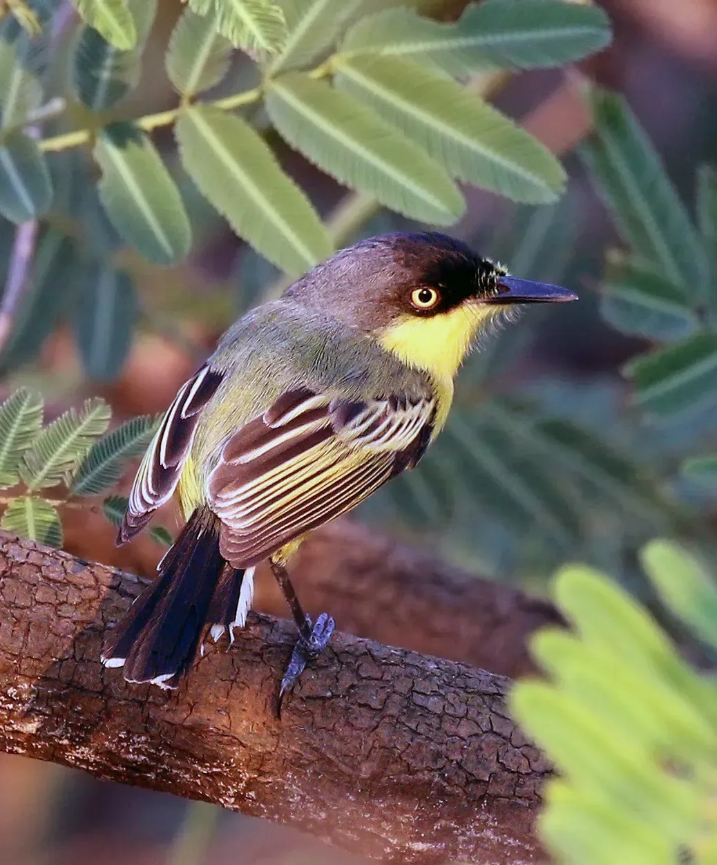 File:Common tody-flycatcher (Todirostrum cinereum).JPG