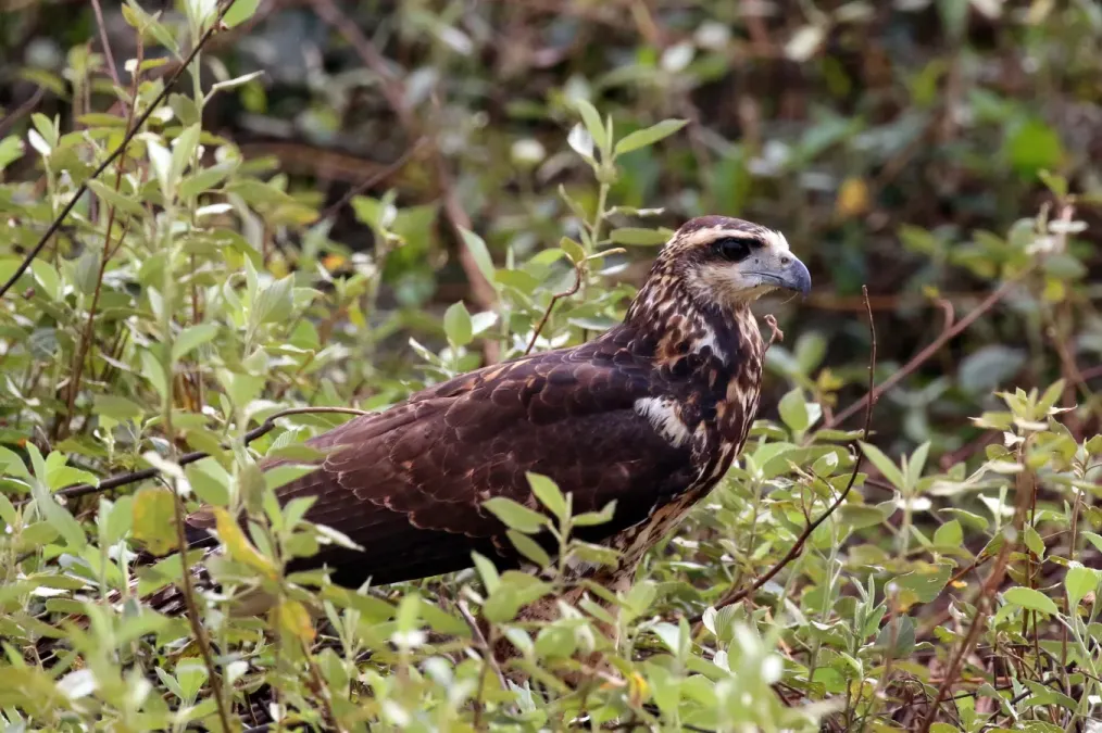 File:Great black hawk (Buteogallus urubitinga) immature.JPG