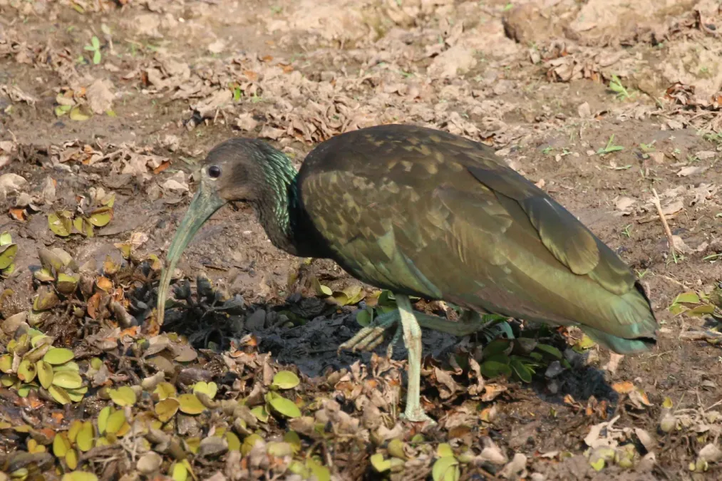 File:Green ibis (Mesembrinibis cayennensis).JPG