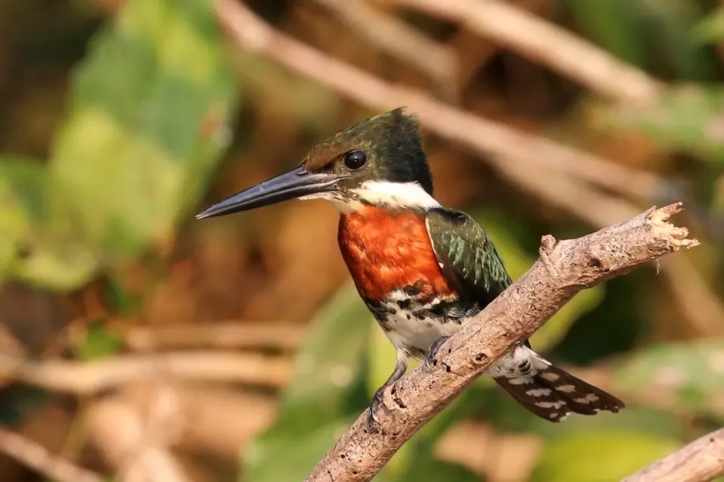 File:Green kingfisher (Chloroceryle americana americana) male.jpg