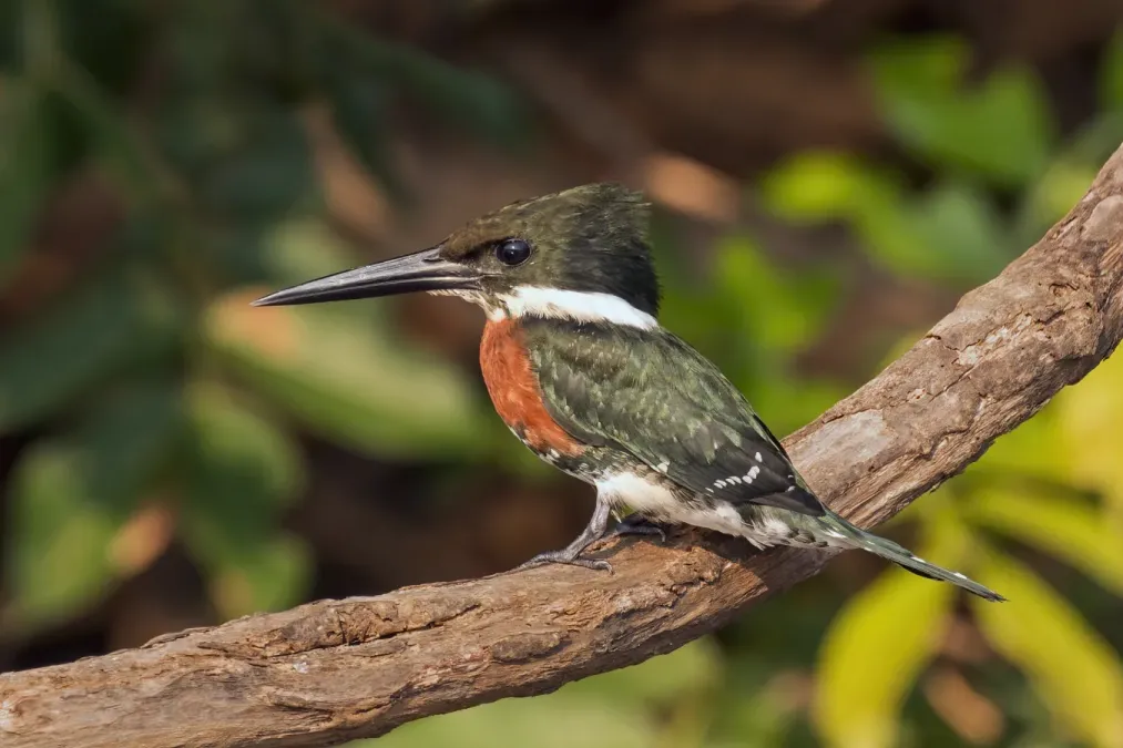 File:Green kingfisher (Chloroceryle americana) male 3.jpg