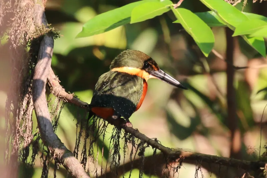File:Green-and-rufous kingfisher (Chloroceryle inda).JPG