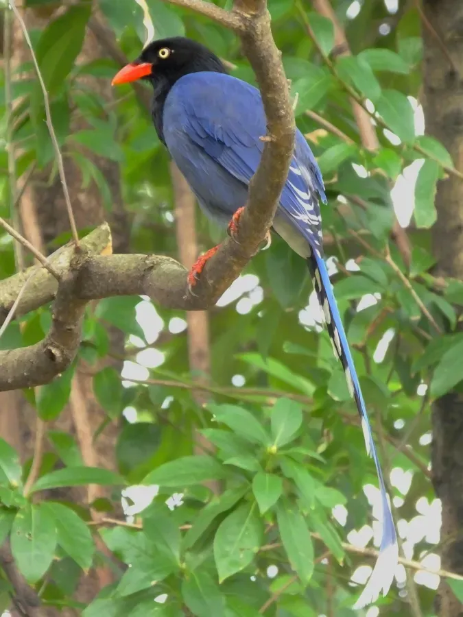 File:Urocissa caerulea, Taiwan 1.jpg