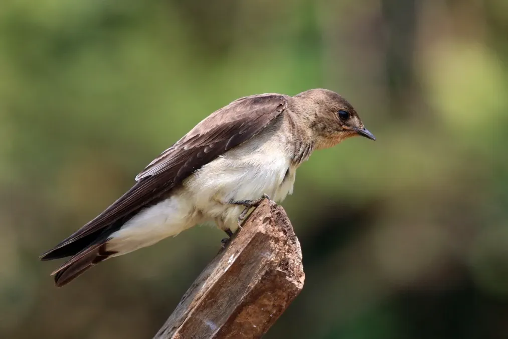 File:Grey-breasted martin (Progne chalybea).JPG