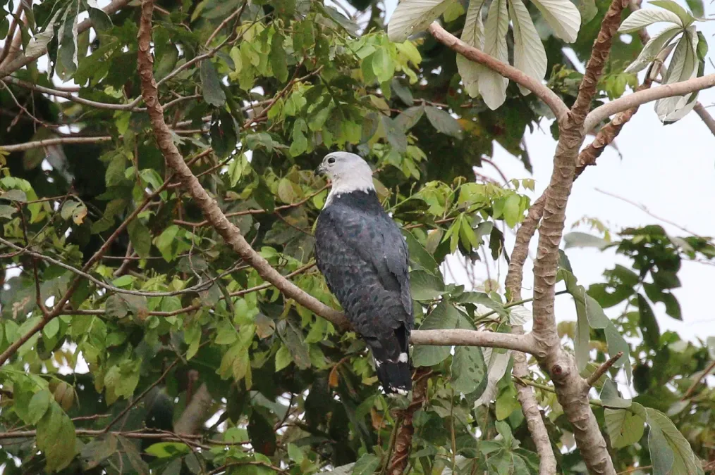 File:Grey-headed kite (Leptodon cayanensis) immature light morph.JPG