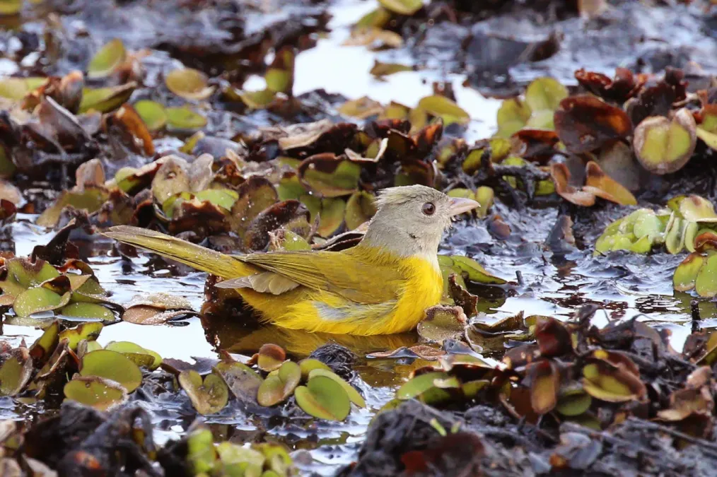 File:Grey-headed tanager (Eucometis penicillata).JPG