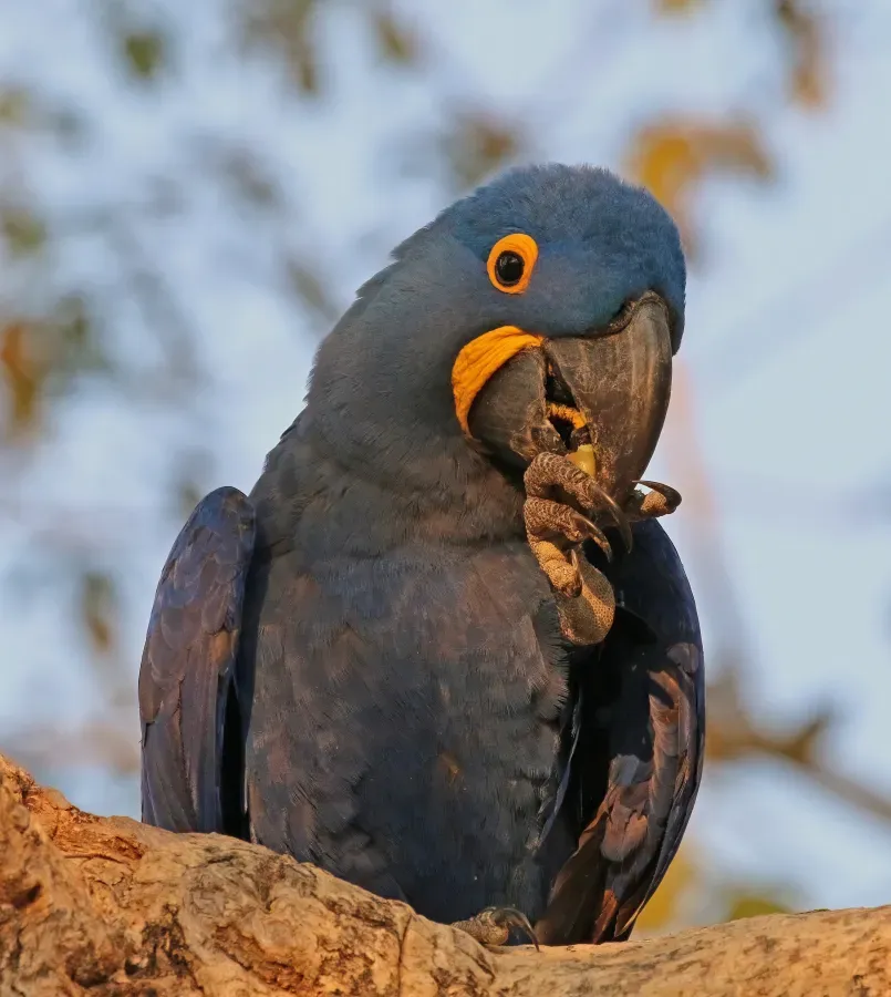 File:Hyacinth macaw (Anodorhynchus hyacinthinus) head.JPG