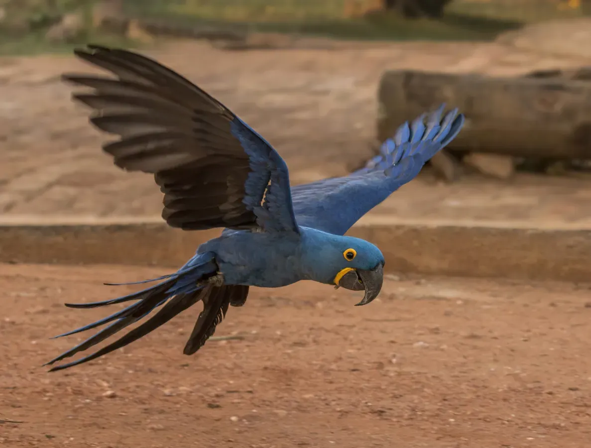 File:Hyacinth macaw (Anodorhynchus hyacinthinus) in flight.JPG