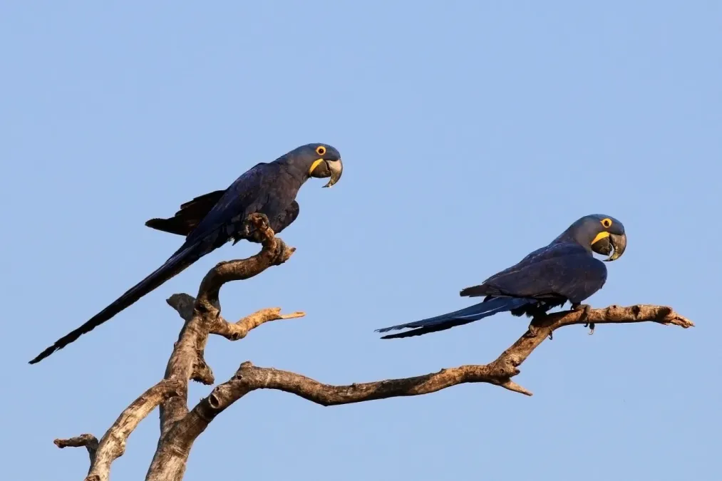 File:Hyacinth macaws (Anodorhynchus hyacinthinus).JPG