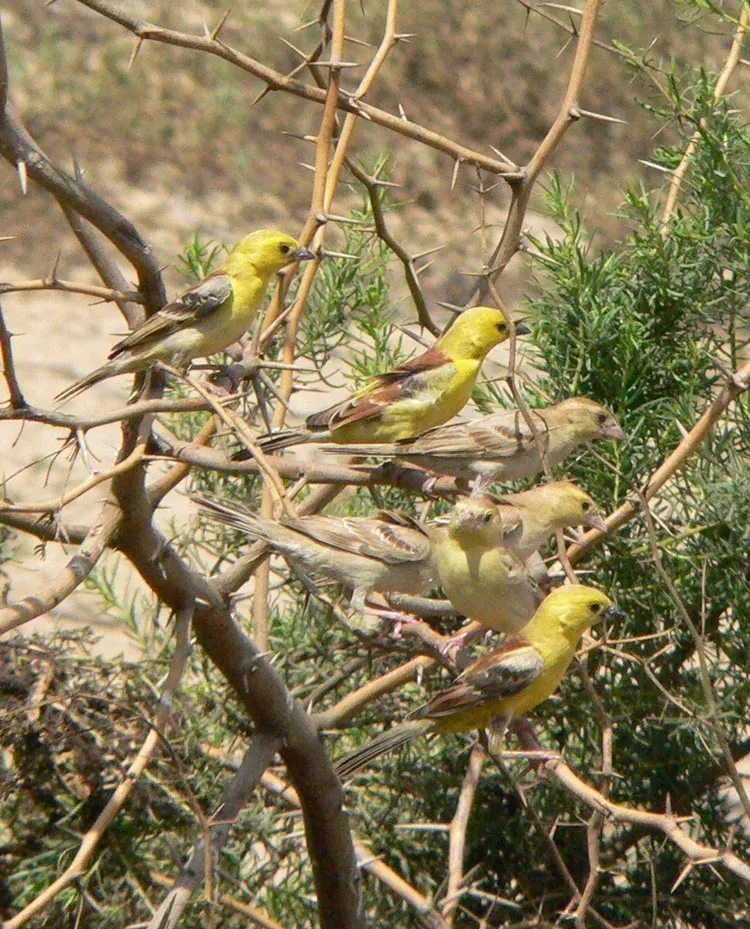 File:Passer luteus flock Red Sea Sudan.jpg
