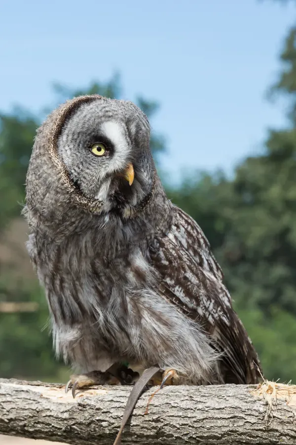 File:Strix nebulosa (Chouette lapone) - 393.jpg