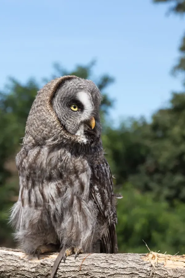 File:Strix nebulosa (Chouette lapone) - 397.jpg
