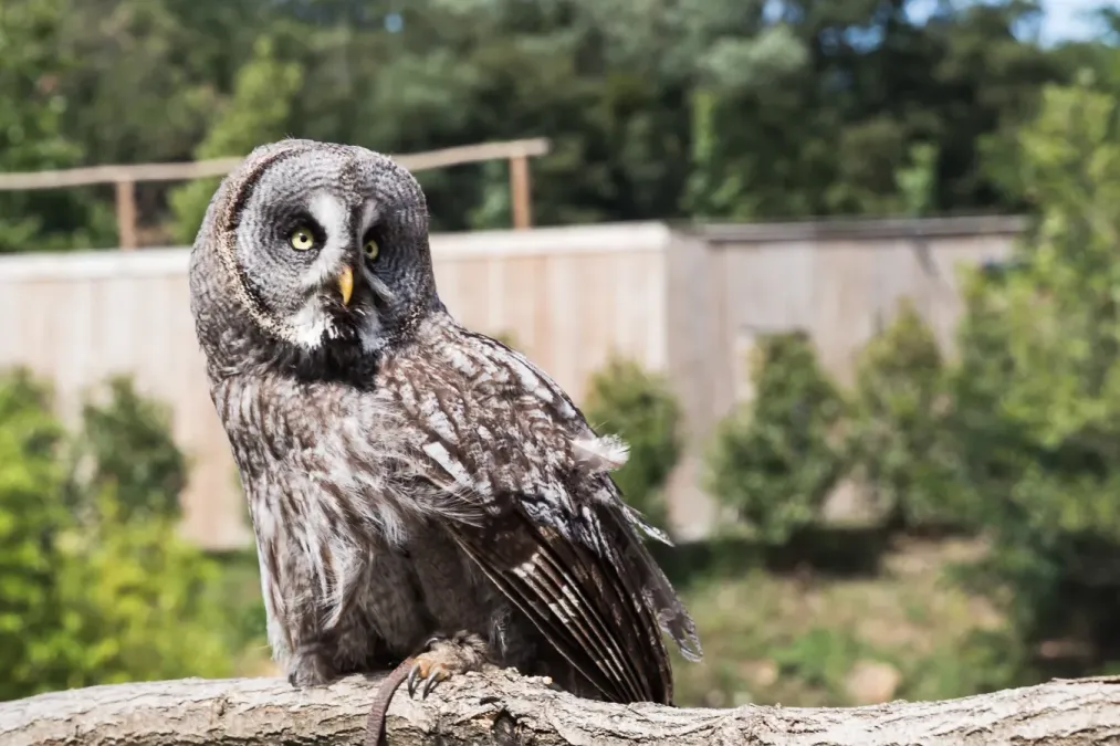File:Strix nebulosa (Chouette lapone) - 399.jpg