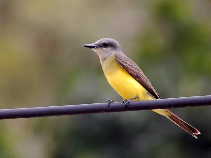 File:Tyrannus albogularis.jpg