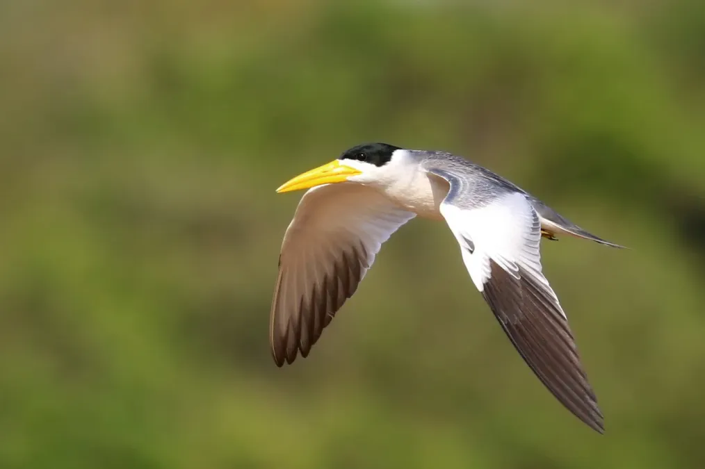 File:Large-billed tern (Phaetusa simplex) in flight 2.JPG